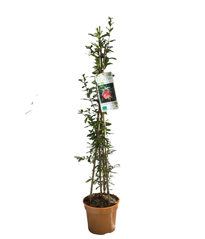 BIO Pomegranate (Punica granatum) ACCO